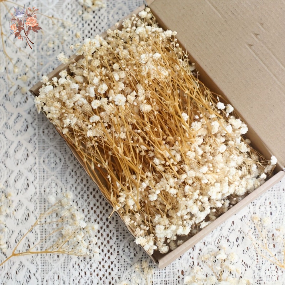 100pcs Mini Dried Baby's Breat – Embellish Craft recenzja i cena